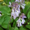 Hosta Designer Genes #1 - Image 2